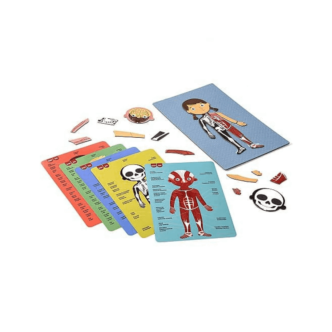 MAGNETS CUERPO HUMANO - Imagen 2