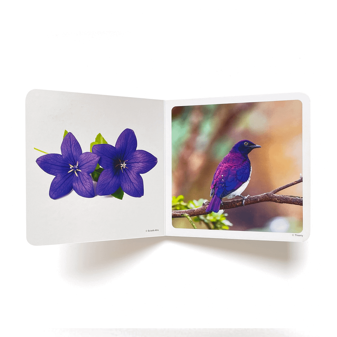 VIOLETA LIBRO DE IMÁGENES NOWORDBOOKS - Imagen 2