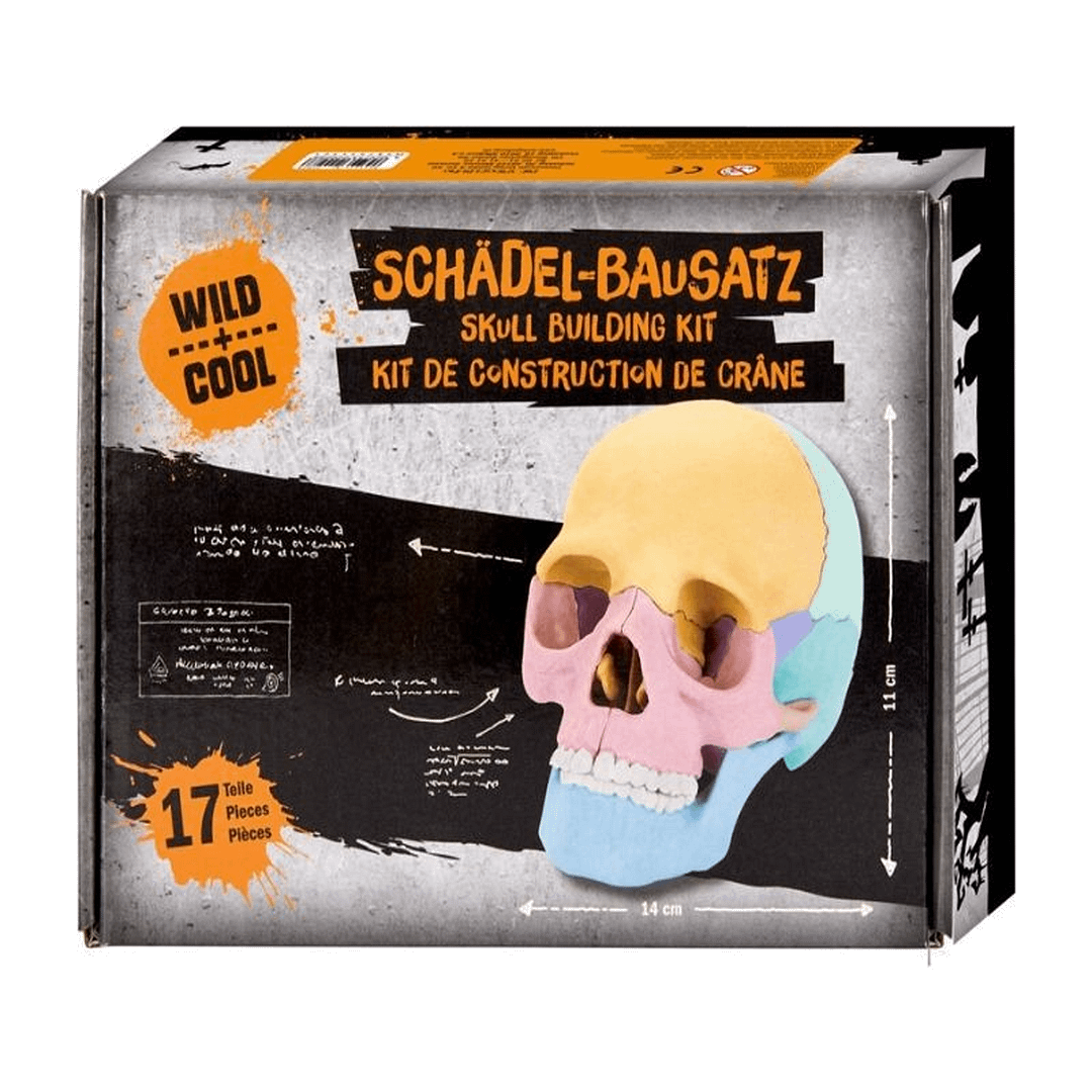 Kit per la Construir un Craneo Wild+Cool - Imagen 4