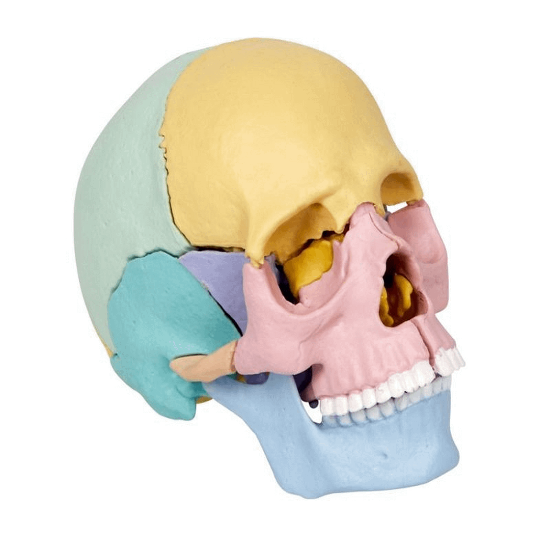 Kit per la Construir un Craneo Wild+Cool - Imagen 2